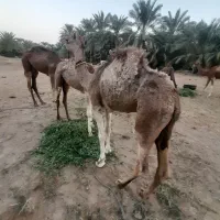 شتر|حیوانات مزرعه|سیستان, |دیوار