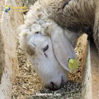 بره پرواری ،شیشک بزغاله میش