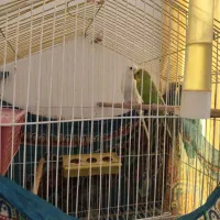 مرغ عشق|پرنده|کرمان, |دیوار