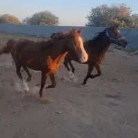 اسب مادیون عرب یک سر|اسب و تجهیزات اسب‌سواری|صفادشت, |دیوار