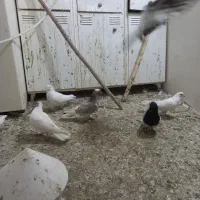 پرنده کبوتر