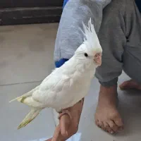 فروش طوطی از سرلاکی تا بالغ|پرنده|نوشهر, |دیوار