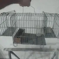 قفس تله دوطرفه درحد نو معاوضه بالوازم پرایدیاپرنده