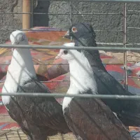 کبوتر رنگی.