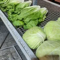 قفسه میوه|فروشگاه و مغازه|بندر ماهشهر, |دیوار