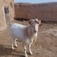 نربز سانن اصل دوساله