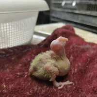 جوجه عروس هلندی|پرنده|تهران, خزانه|دیوار