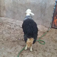 بره قوچ کله قارچی|حیوانات مزرعه|بروجرد, |دیوار