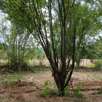 فروش زمین در روستای نکا مازندران
