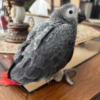 جوجه کاسکو