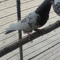 کفتر