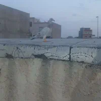 هفت رنگ خطی