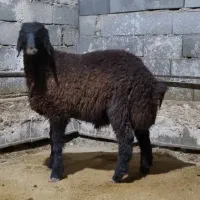 بره ه نر همو و هترو