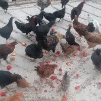 مرغ تخم گذار .خروس .بوقلمون و دستگاه جوجه کشی