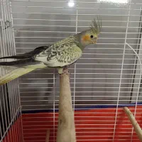 عروس هلندی تک نر