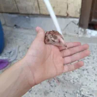 جوجه خروس لاری اصیل
