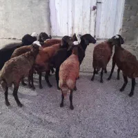 گوسفند و بره