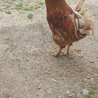 خروس‌ برهما‌ ناز