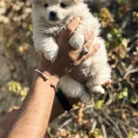 داچ شپرد مالینویز پیتبول هاسکی