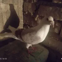 فروش کفتر عتیقه پلاکی بهبهانی|پرنده|سپیدان, |دیوار