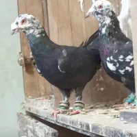 جفت سوسکی بزک عطیقه