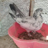 سلام کبوتر پرشی نقطه گیر کله دم سبز