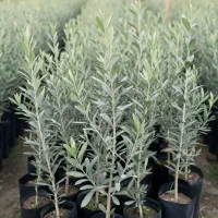 نهال های با کیفیت و لیبل دار اصلاح شده|خدمات باغبانی و درختکاری|شیراز, لاله|دیوار