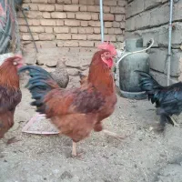 خروس|حیوانات مزرعه|دینور, |دیوار