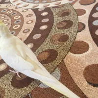 عروس هلندی ماده|پرنده|تیران, |دیوار