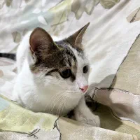 گربه مهربون و خونگی|گربه|کرمان, |دیوار