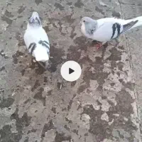 ساده سبز روشن