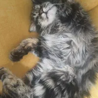 گربه|گربه|یزد, |دیوار