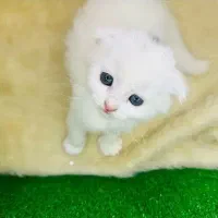 کلکسیونی از نژادهای لوکس و اصیل در Naz Cat House|گربه|تبریز, |دیوار