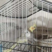 جفت عروس هلندی