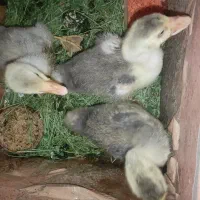 جوجه غاز یک ماهه