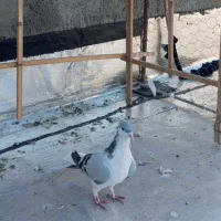 سلام دوتا کبوتر شامی کاکلی ماده درشت بدرنگ نر|پرنده|الوند, |دیوار