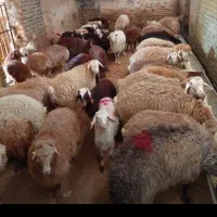 فقط 3روز دیگه تمدید شد*گوسفند زنده تعاونی* وخونی*|حیوانات مزرعه|مشهد, ایثارگران|دیوار