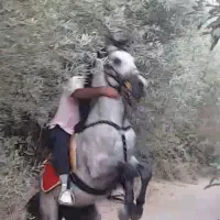 اسب ۶دانگ