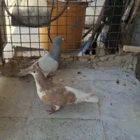 کبوتر فروشی