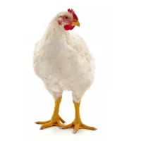 کارگر افغانی