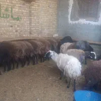 50کیلو 7ملیون|حیوانات مزرعه|کرج, فاز ۳ گوهردشت|دیوار