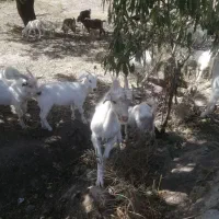 دو عدد بزغاله نر سانن خالص برای تخمی و پروار