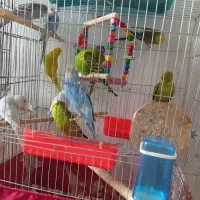 مرغ عشق انگلیسی بالغ جوجه داده ۶۰۰هزارتومان