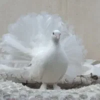 کبوتر دم چتری پاپری سفید مهر
