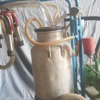 یک عددشیردوش دو واحده لاله