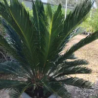 گلباغ نویان فروش انواع گل وگیاه|گل و گیاه طبیعی|خرمشهر, |دیوار