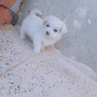 سگ پاکوتا|سگ|کبودرآهنگ, |دیوار