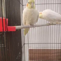 جفت عروس هلندی مولد و عروس هلندی سخنگو