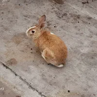 خرگوش|موش و خرگوش|نگین شهر, |دیوار