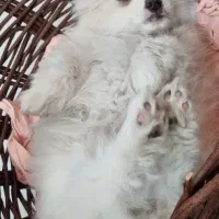 پامر،پامرانین، پامرین|سگ|اصفهان, عمان سامانی|دیوار